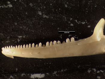 Media type: image;   Herpetology R-131846